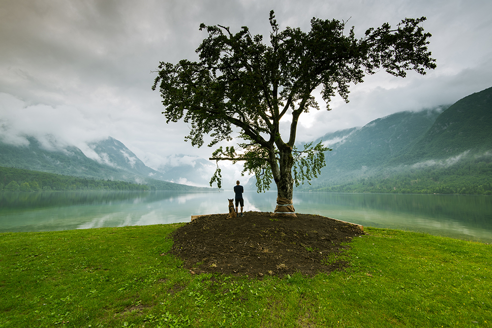 Gyökerek – Wurzeln – Roots